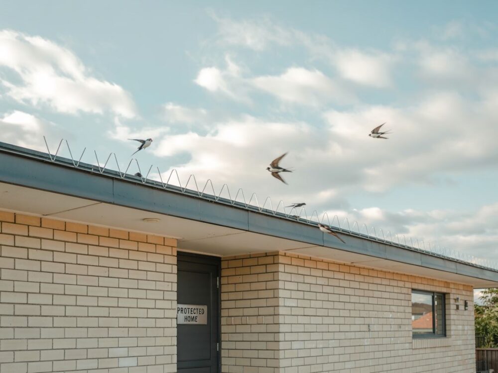 kolce na ptaki na ścianie