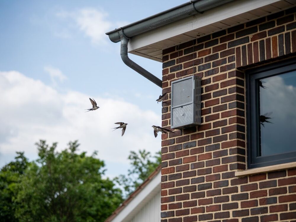 odstraszacz na jaskółki